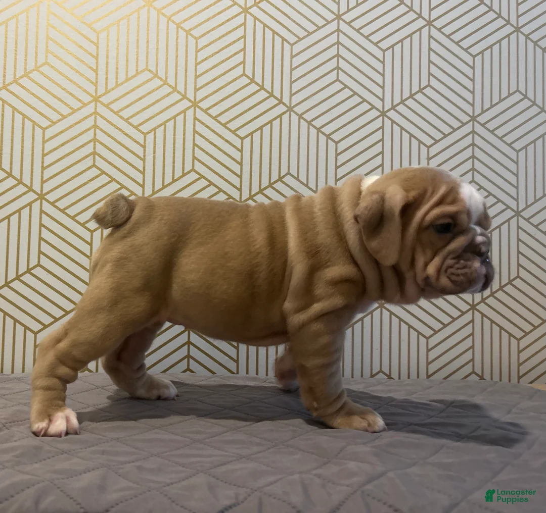 English Bulldog dogs for sale: Willow - Ad 5