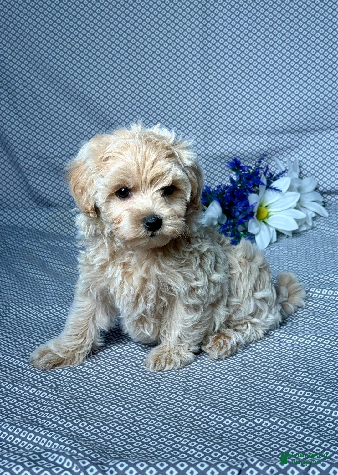 Maltipoo dogs for sale: Freddy - Ad 2