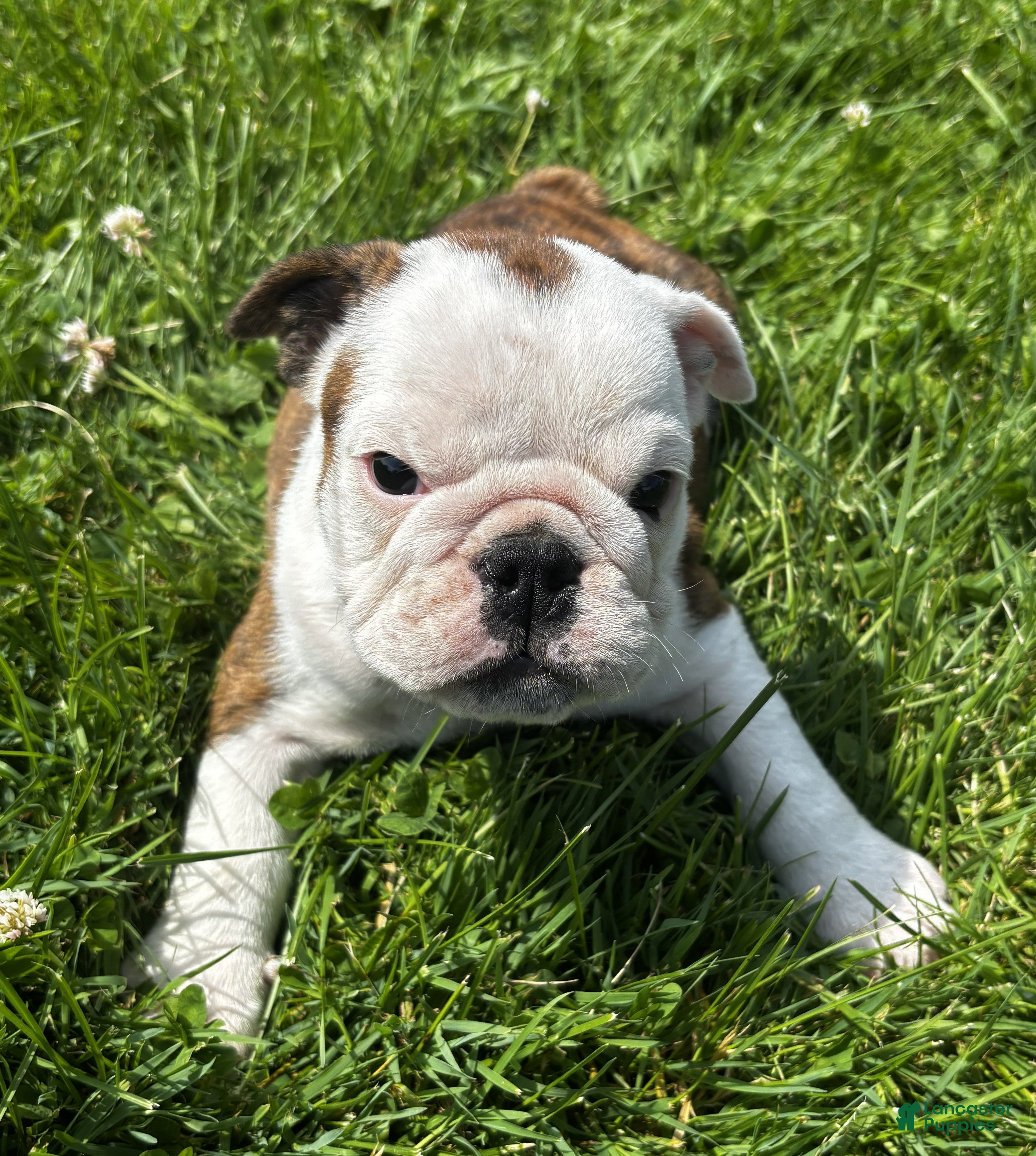 English Bulldog dogs DD - Ad 1