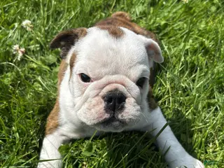 English Bulldog dogs for sale: DD - Ad 4