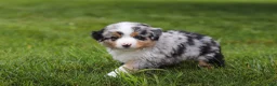 Miniature Australian Shepherd dogs for sale: Brittany - Ad 8