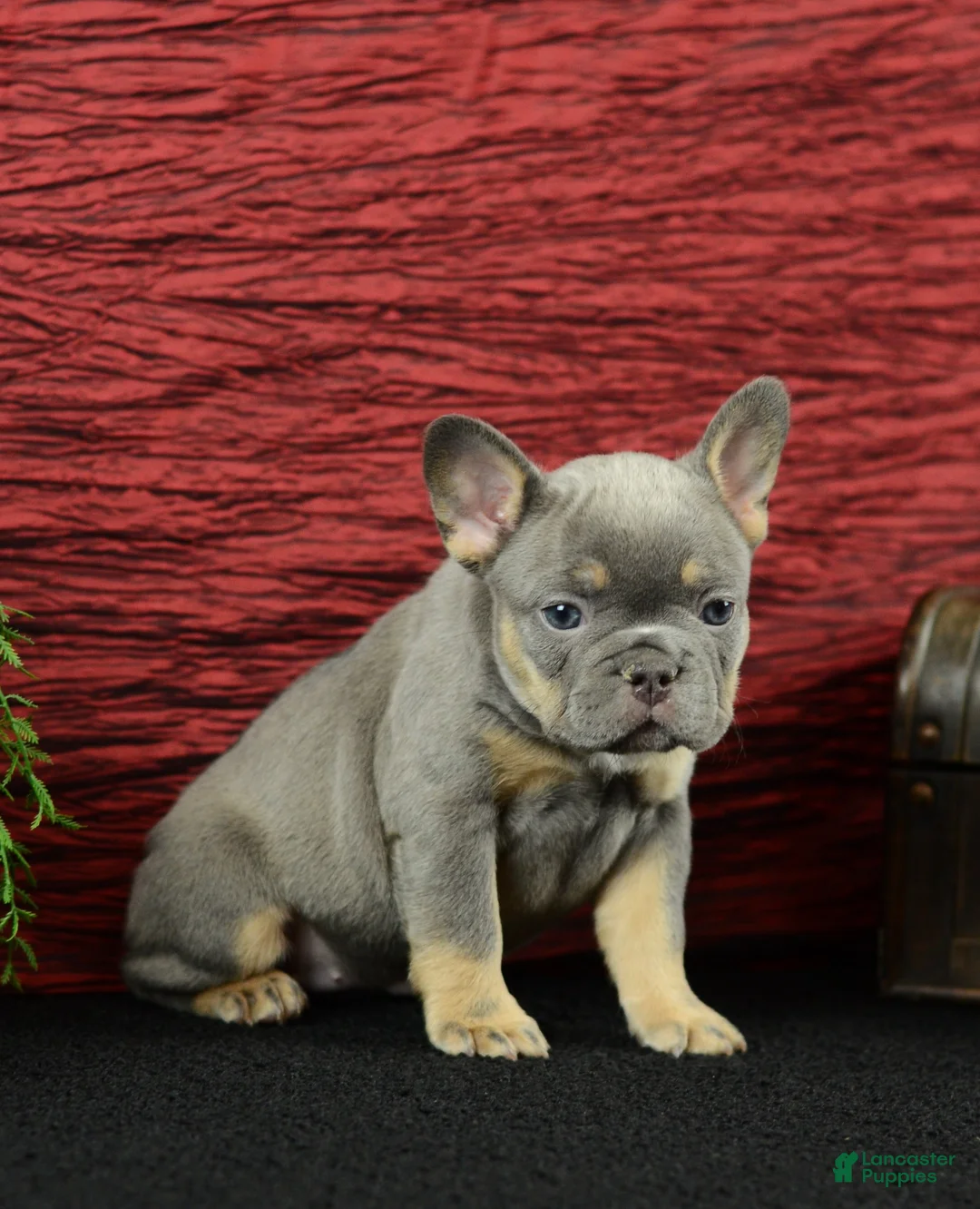 French Bulldog dogs for sale: Bella - Ad 1