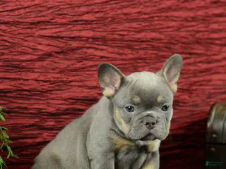 French Bulldog dogs for sale: Bella - Ad 1