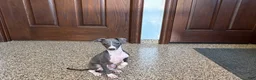 Italian Greyhound dogs for sale: Larry - Ad 3