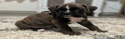 Boxer dogs for sale: Mustang  - Ad 4