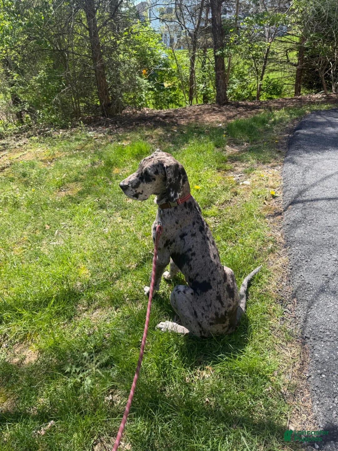 Great Dane dogs for sale: Lily (Great Dane Puppy) - Ad 1