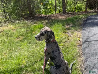 Great Dane dogs Lily (Great Dane Puppy) - Ad 15