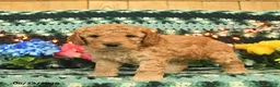 Mini Goldendoodle dogs for sale: Peppy Peet  - Ad 3