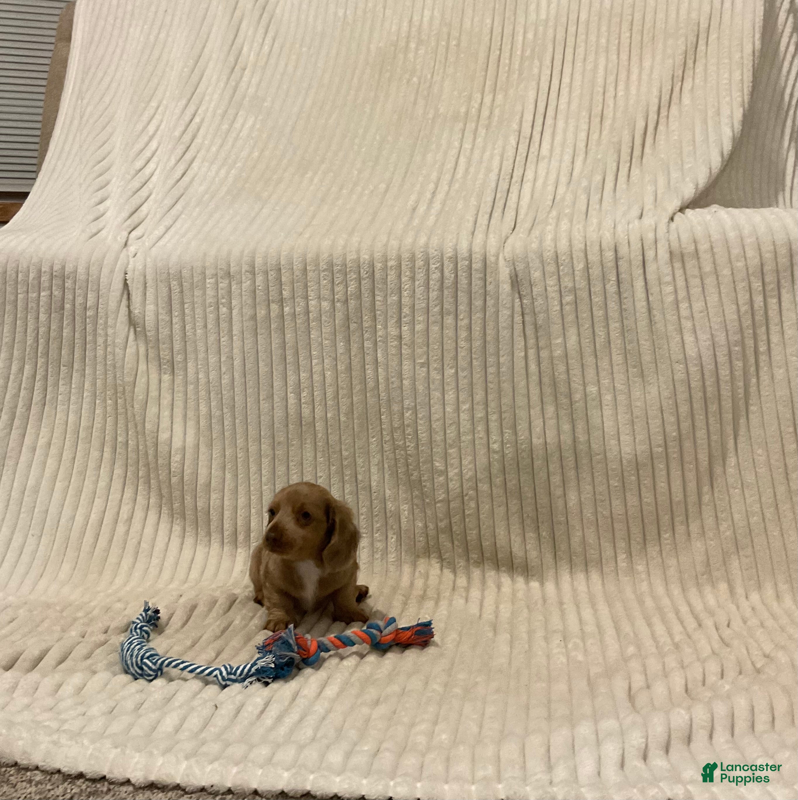 Dachshund dogs Benny - Ad 1