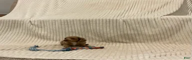 Benny