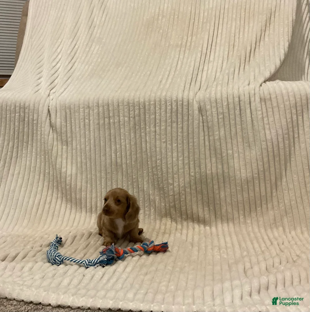 Dachshund dogs for sale: Benny - Ad 1