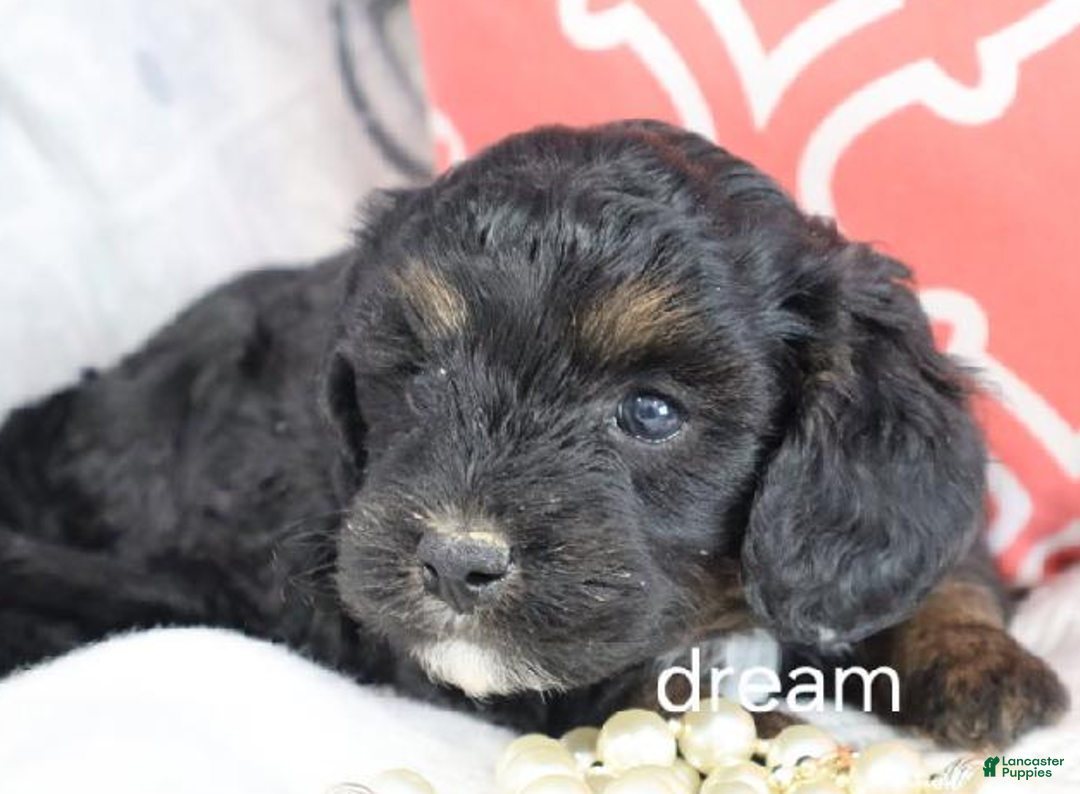 Cavapoo dogs for sale: Destiny - Ad 3