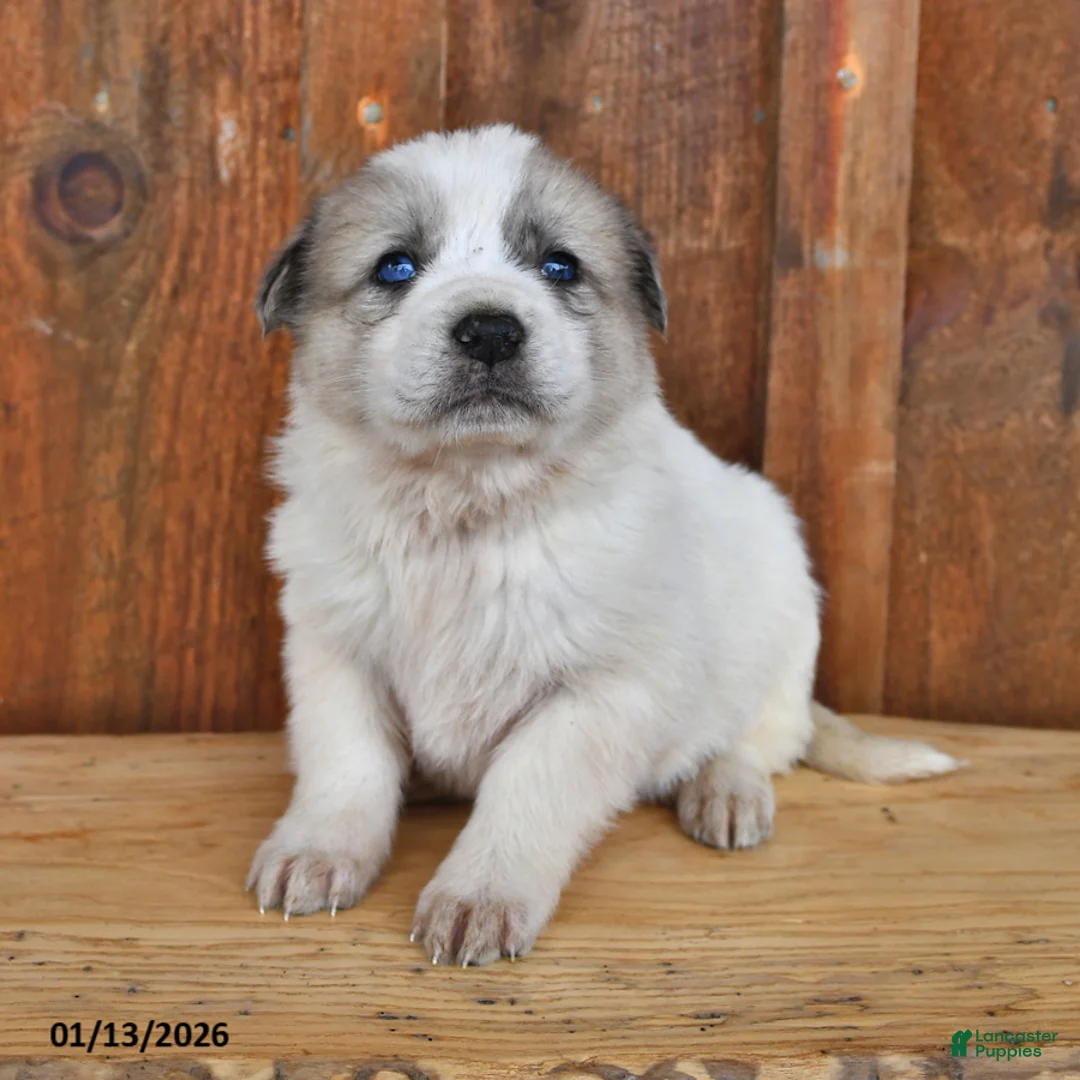 Mixed Breed dogs for sale: Cooper - Ad 2