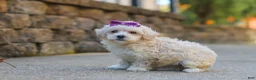 Maltipoo dogs for sale: Ember - Ad 5