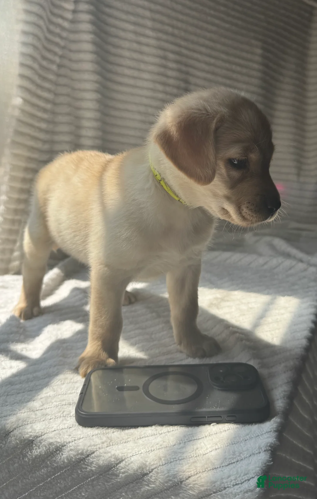 Labrador Retriever dogs for sale: Ruckus - Ad 2
