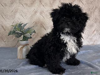 Havapoo dogs Baxter - Ad 1