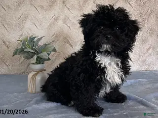 Havapoo dogs Baxter - Ad 21