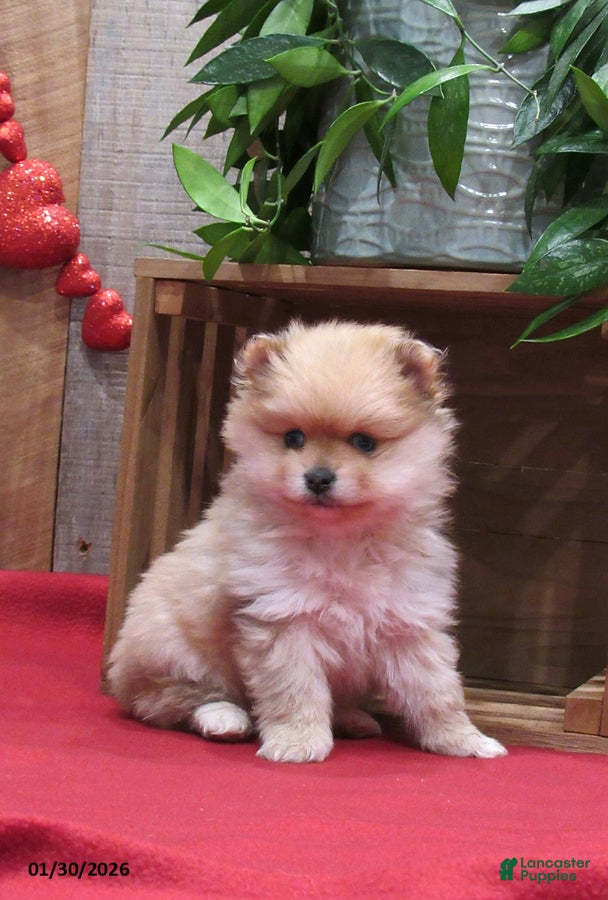 Pomeranian dogs Mandie - Ad 39