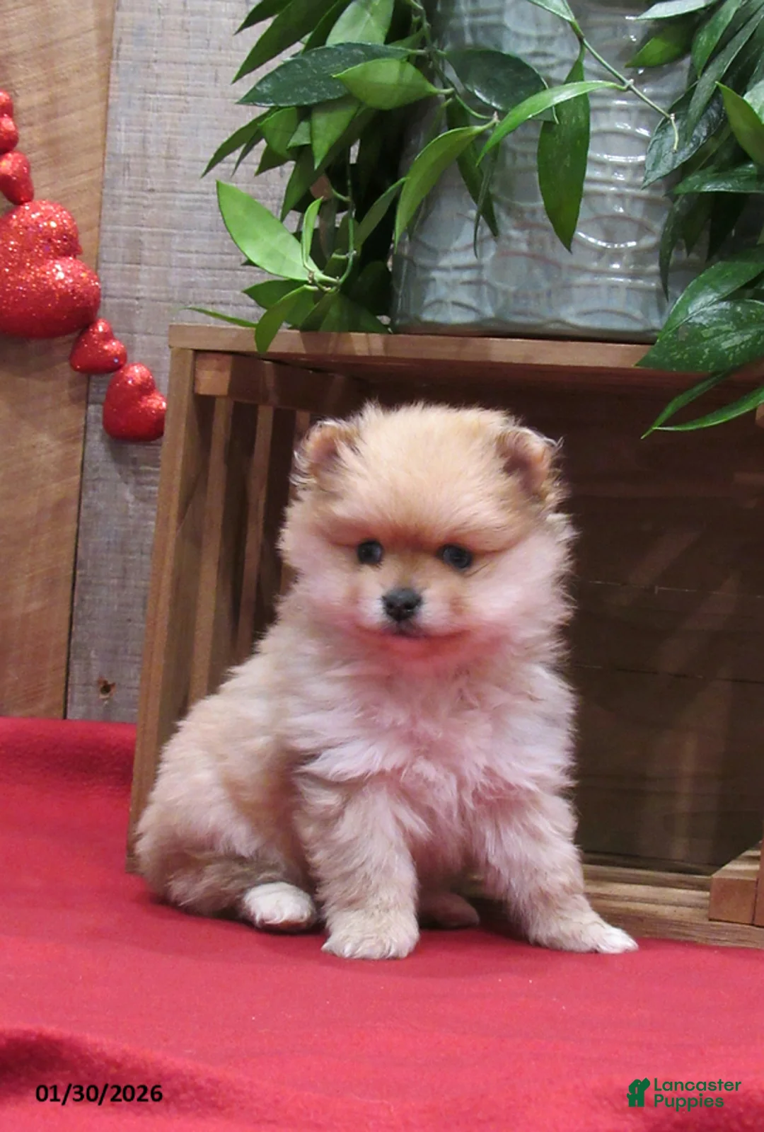 Pomeranian dogs for sale: Mandie - Ad 1