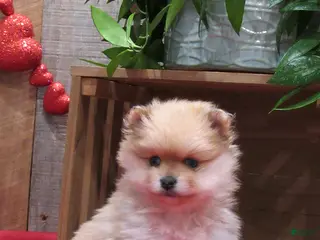 Pomeranian dogs Mandie - Ad 39