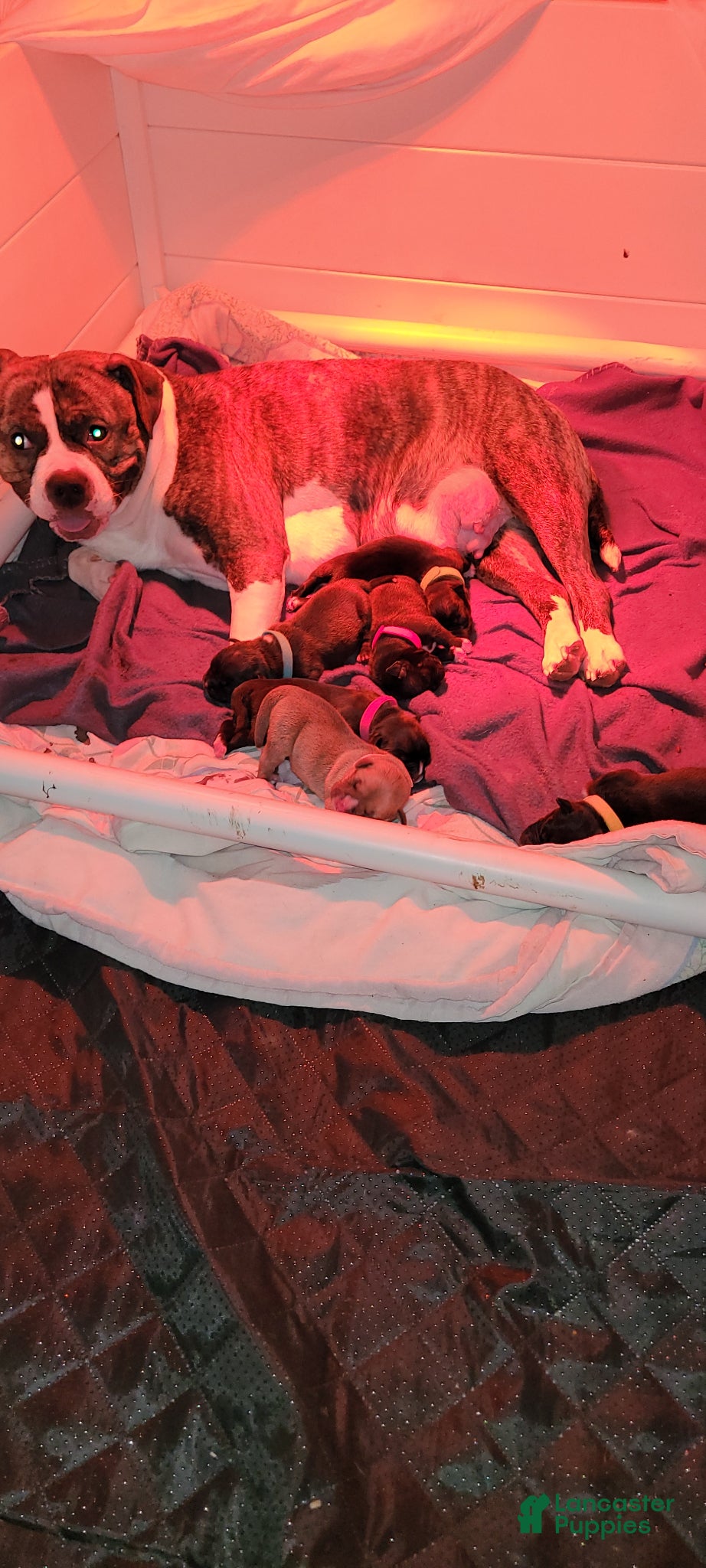 Mixed Breed dogs Mixed Breed Puppy 4 - Ad 31