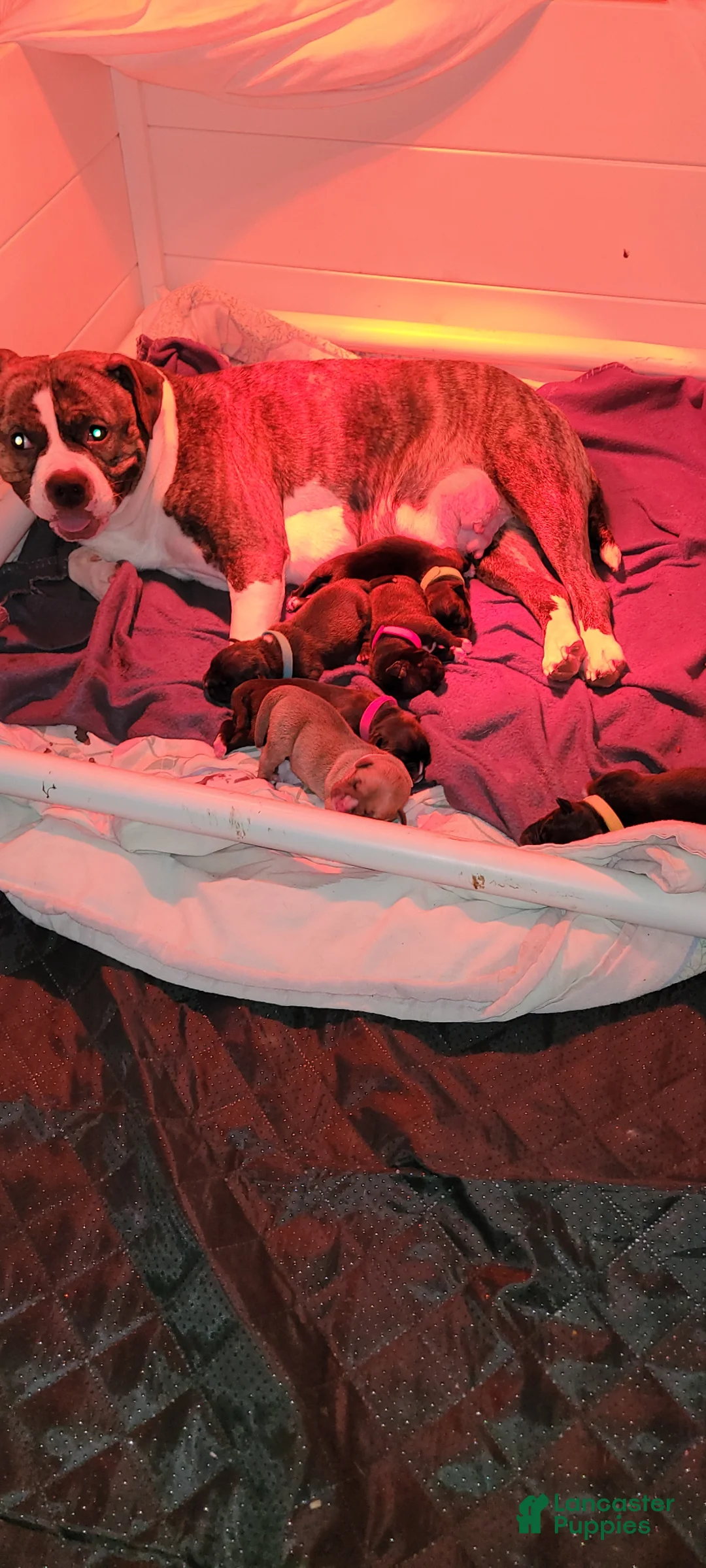 Mixed Breed dogs for sale: Mixed Breed Puppy 4 - Ad 1