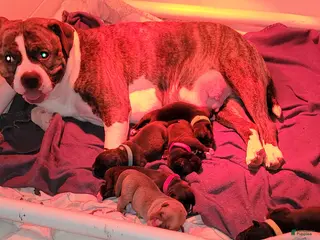 Mixed Breed dogs Mixed Breed Puppy 4 - Ad 41