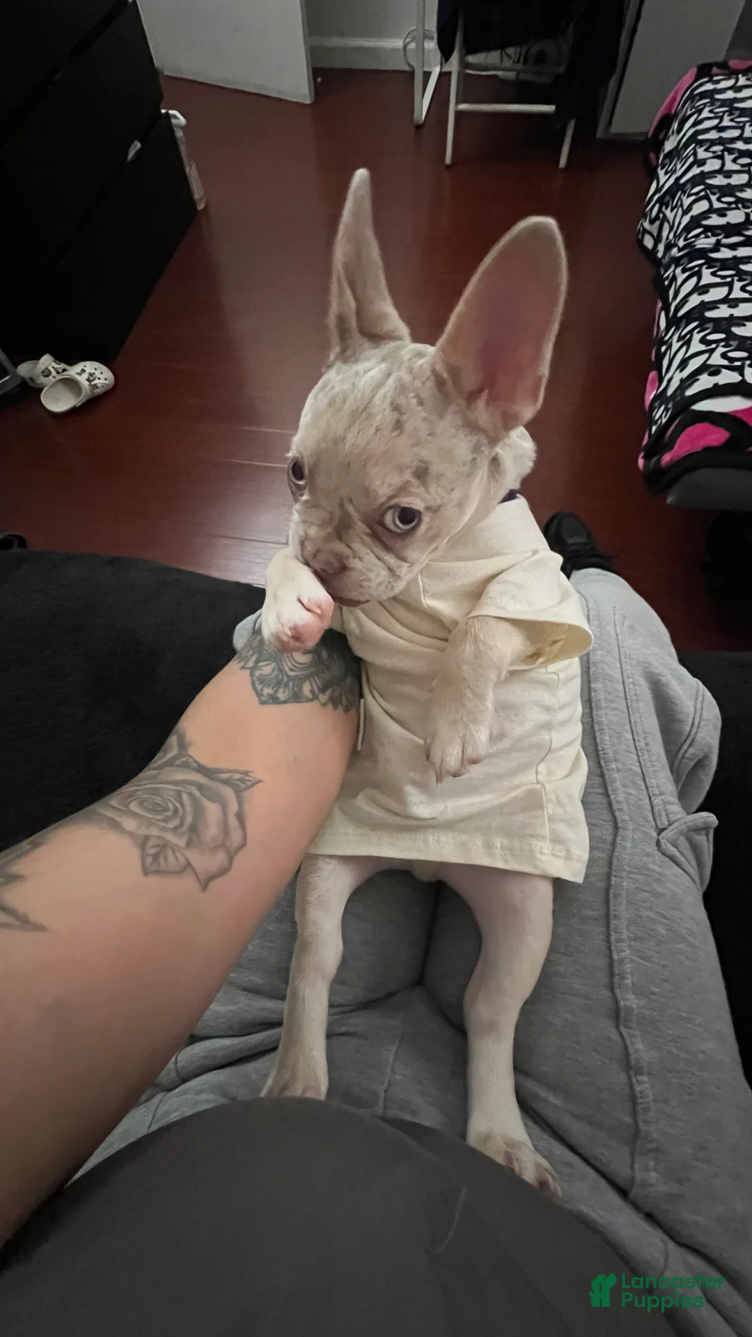 French Bulldog dogs for sale: French Bulldog Puppy 1 - Ad 4