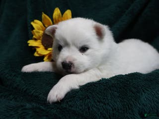American Eskimo dogs Dimples - Ad 29