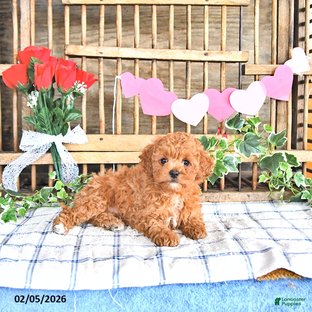 Cavapoo dogs for sale: Ashley - Ad 3