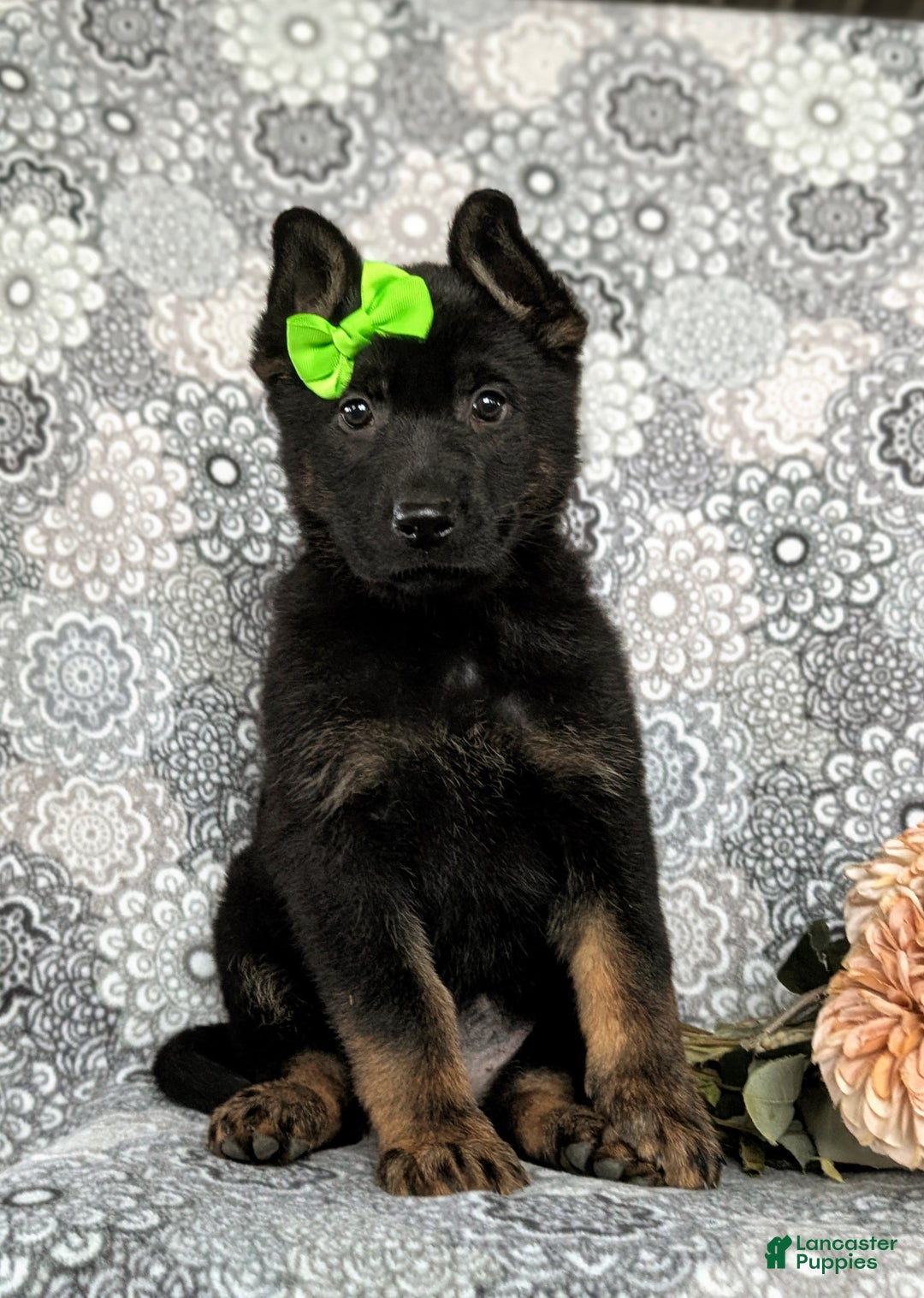 German Shepherd dogs for sale: Dayna - Ad 2