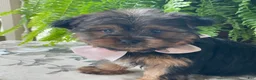 Yorkshire Terrier dogs for sale: Felicity - Ad 5