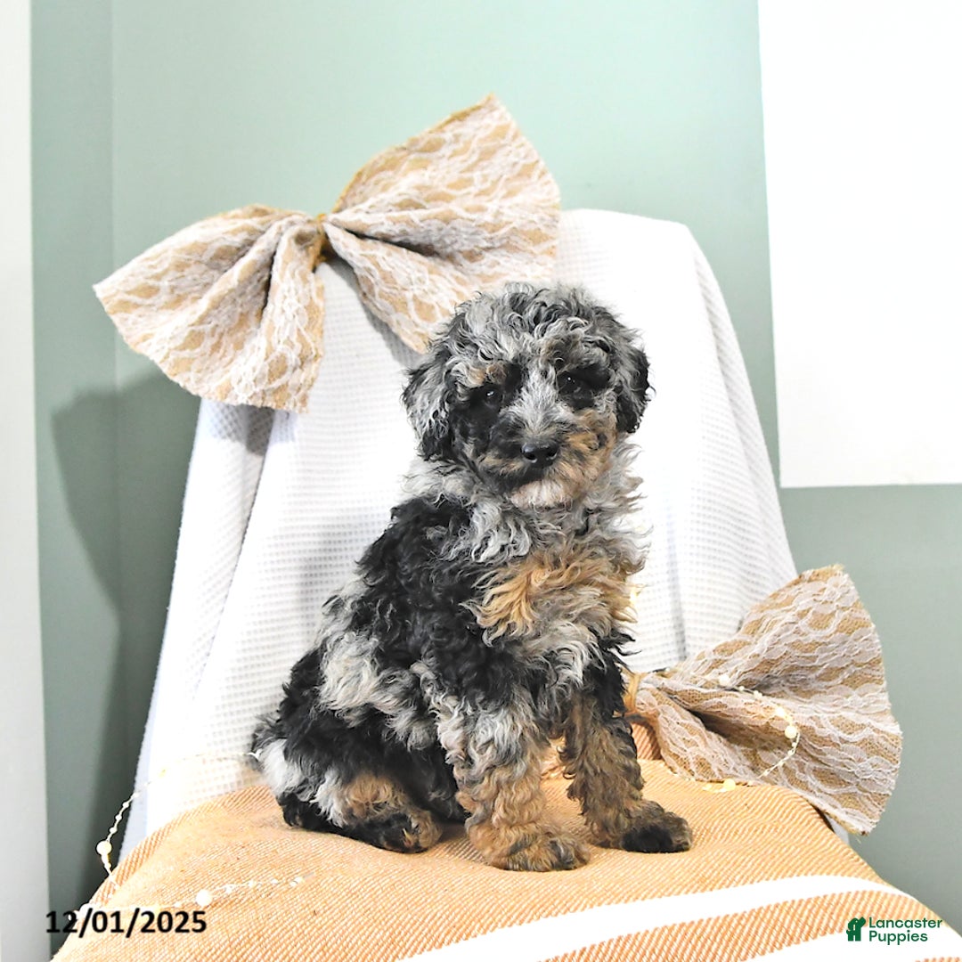 Miniature Poodle dogs for sale: Andy - Ad 2