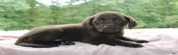 Labrador Retriever dogs for sale: Molly  - Ad 9
