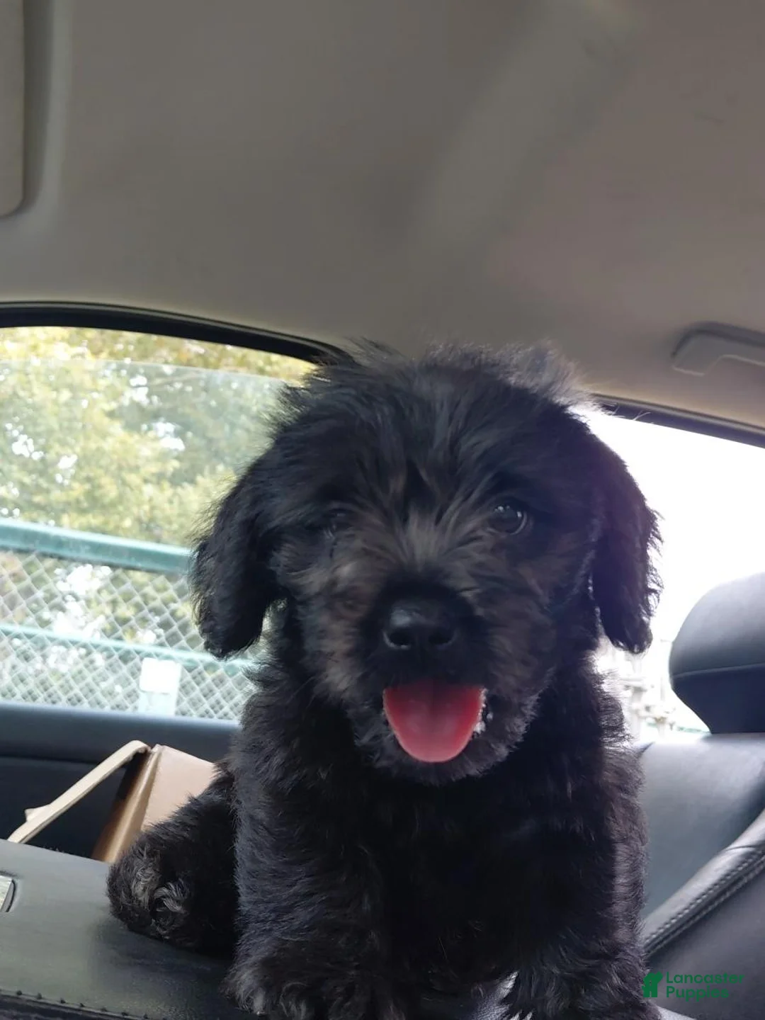 Shih Tzu dogs for sale: Shih Tzu 1 - Ad 2