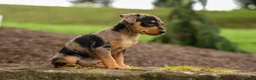 Miniature Pinscher dogs for sale: ACE - Ad 16