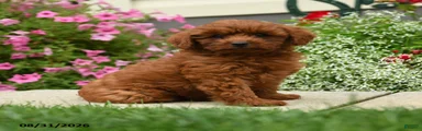 Sir Woofster
