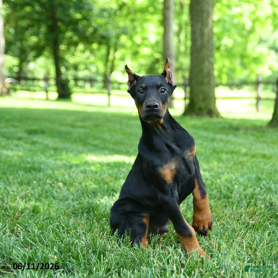 Doberman Pinscher dogs Lars - Ad 2