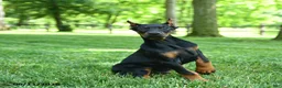 Doberman Pinscher dogs for sale: Lars - Ad 2
