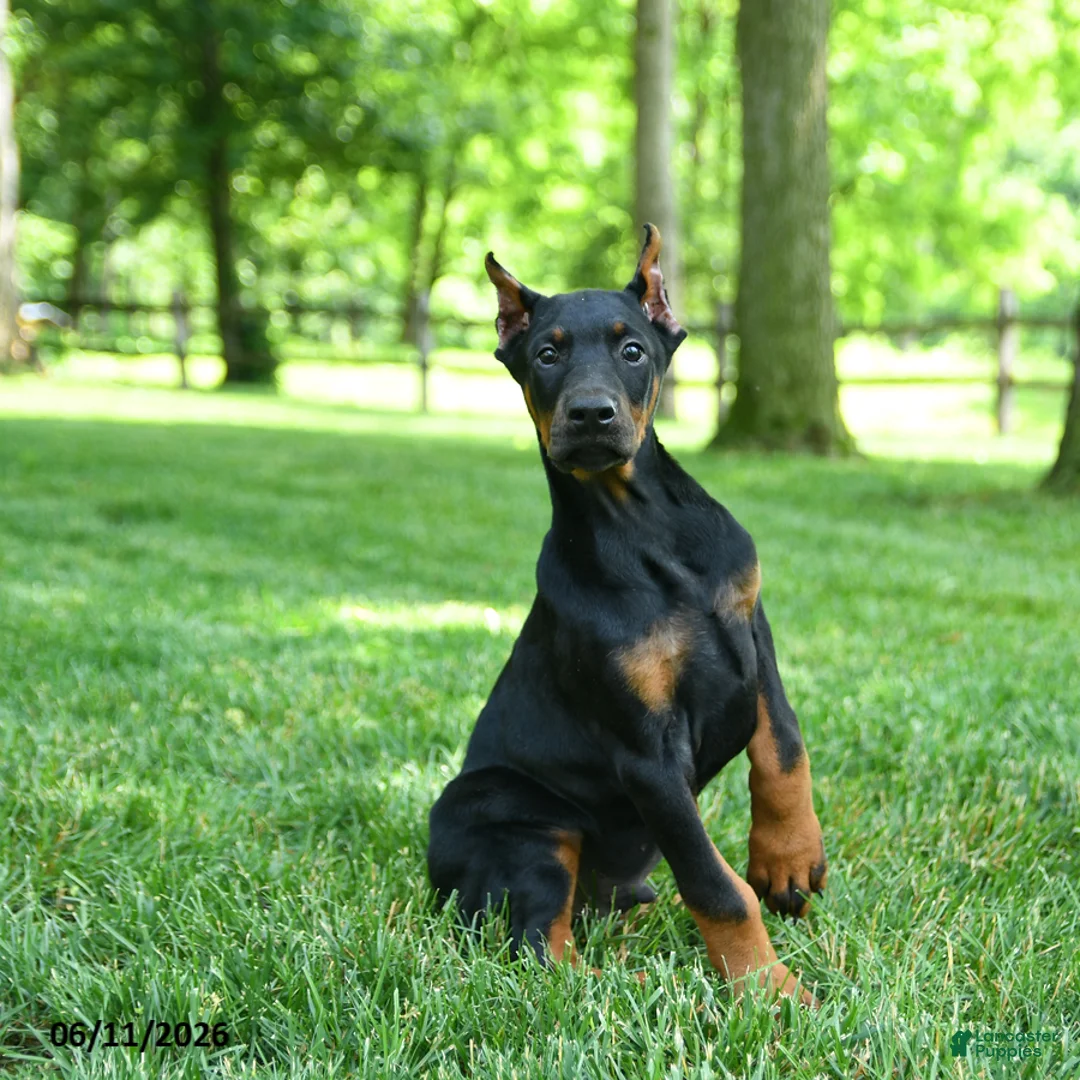 Doberman Pinscher dogs for sale: Lars - Ad 2