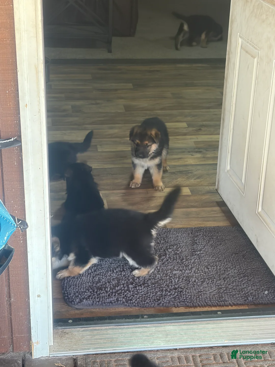 German Shepherd dogs for sale: German Shepherd Puppy 4 - Ad 6