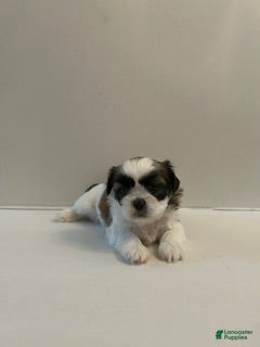 Shih Tzu dogs Shih Tzu 5 baby girl pink - Ad 4