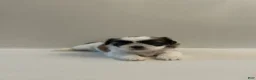 Shih Tzu dogs for sale: Shih Tzu 5 baby girl pink - Ad 1