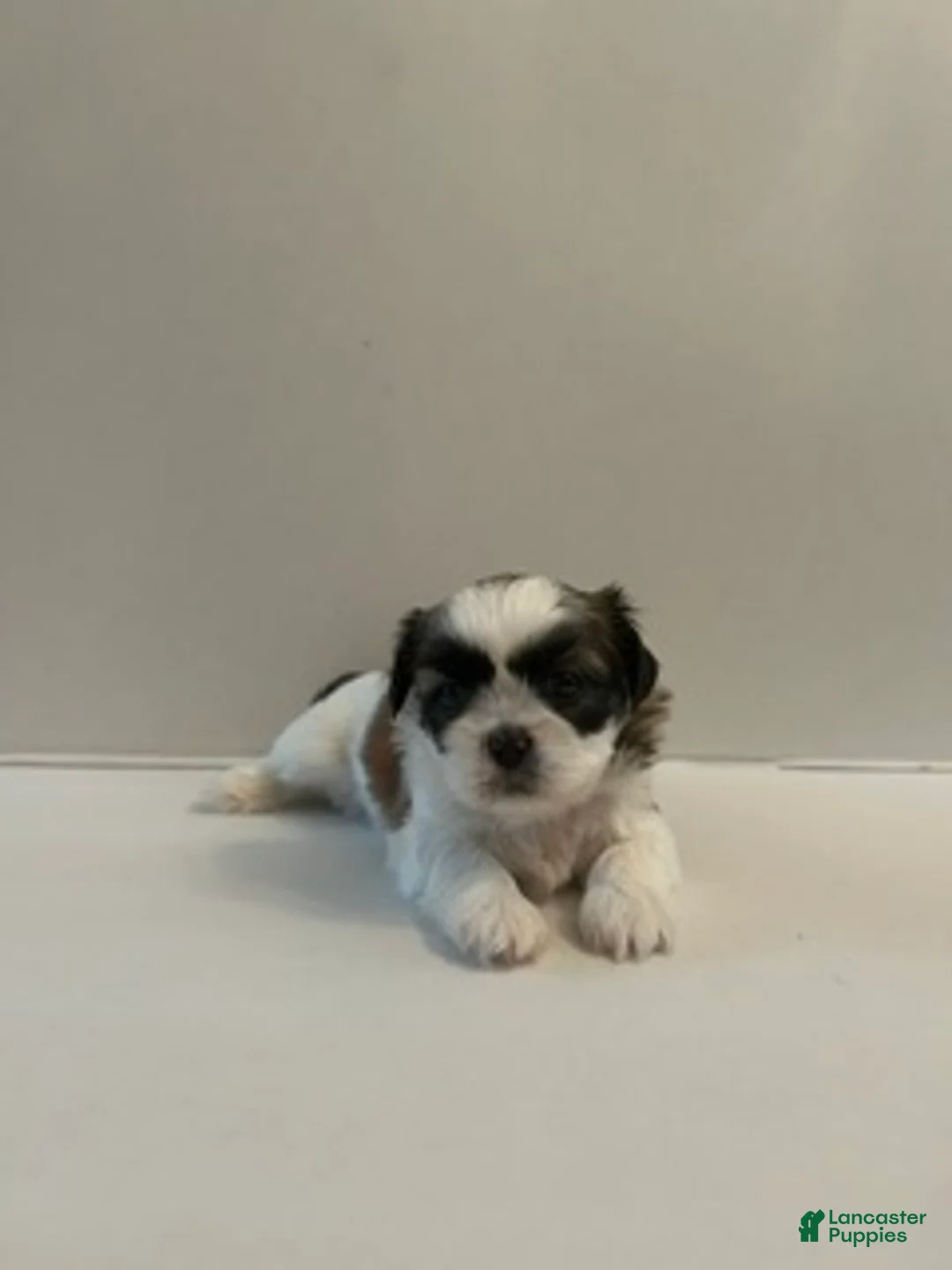 Shih Tzu dogs for sale: Shih Tzu 5 baby girl pink - Ad 1