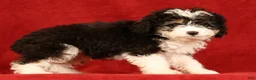 Mini Aussiedoodle dogs for sale: CoCo - Ad 4