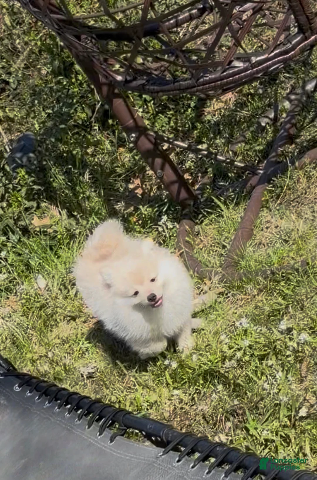 Pomeranian dogs for sale: Saye  - Ad 20