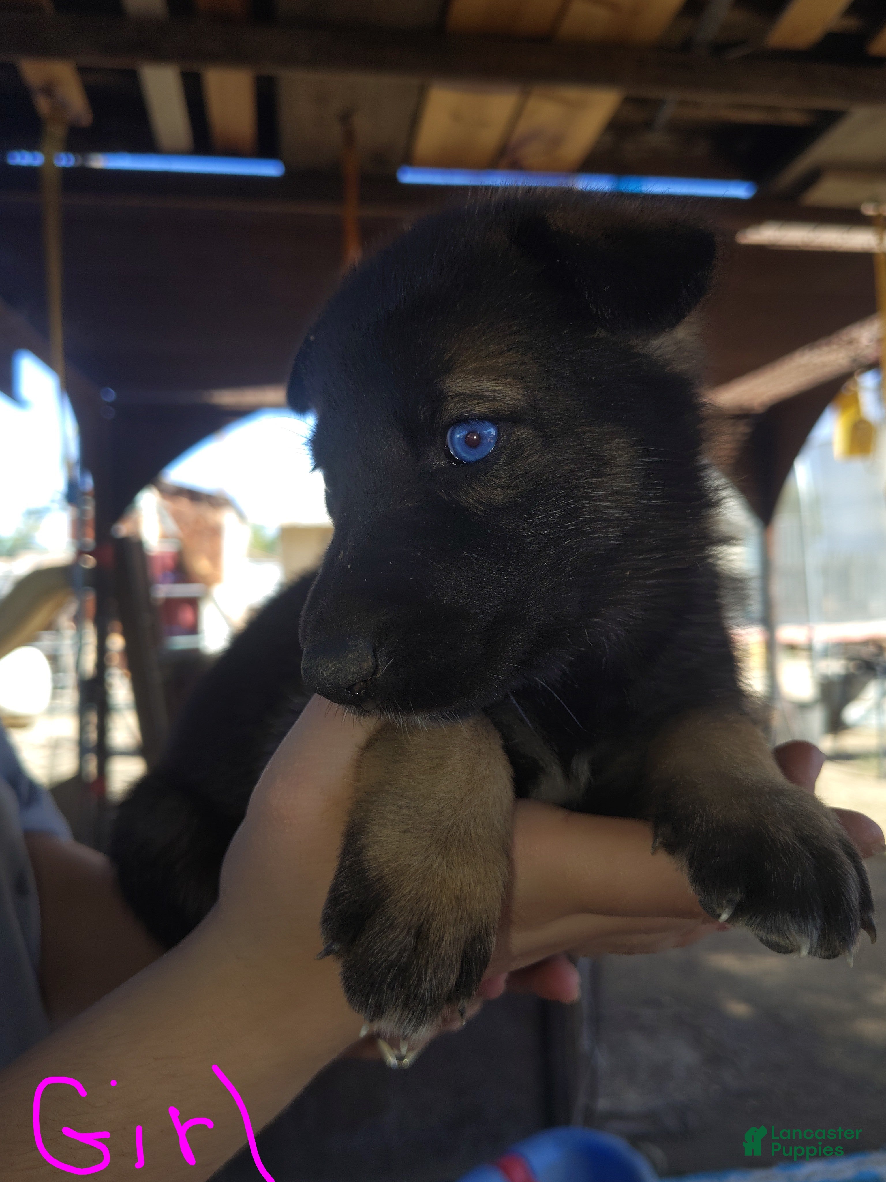Mixed Breed dogs Mixed Breed 10 - Ad 39