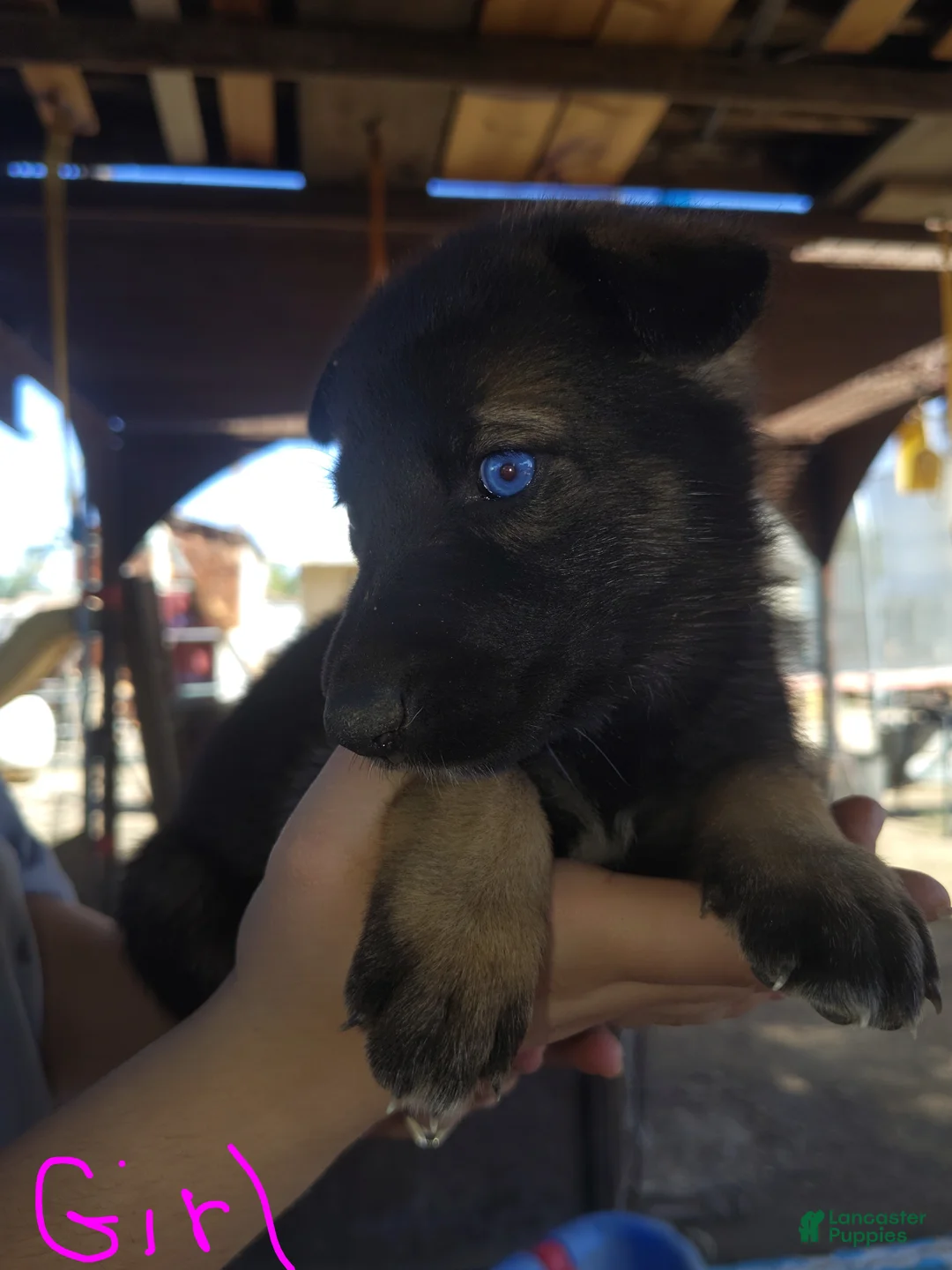 Mixed Breed dogs for sale: Mixed Breed 10 - Ad 1
