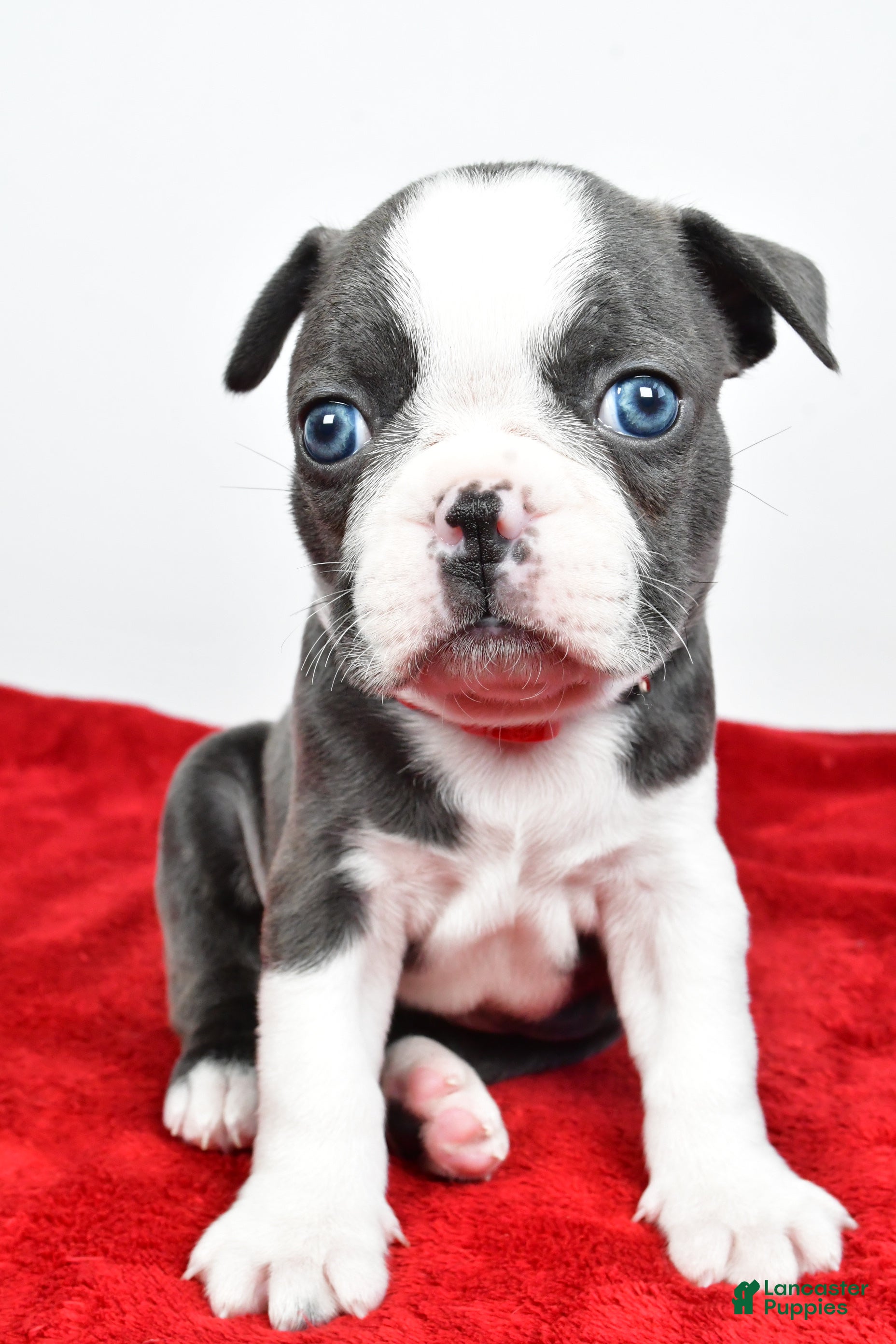 Mixed Breed dogs Logan - Ad 2