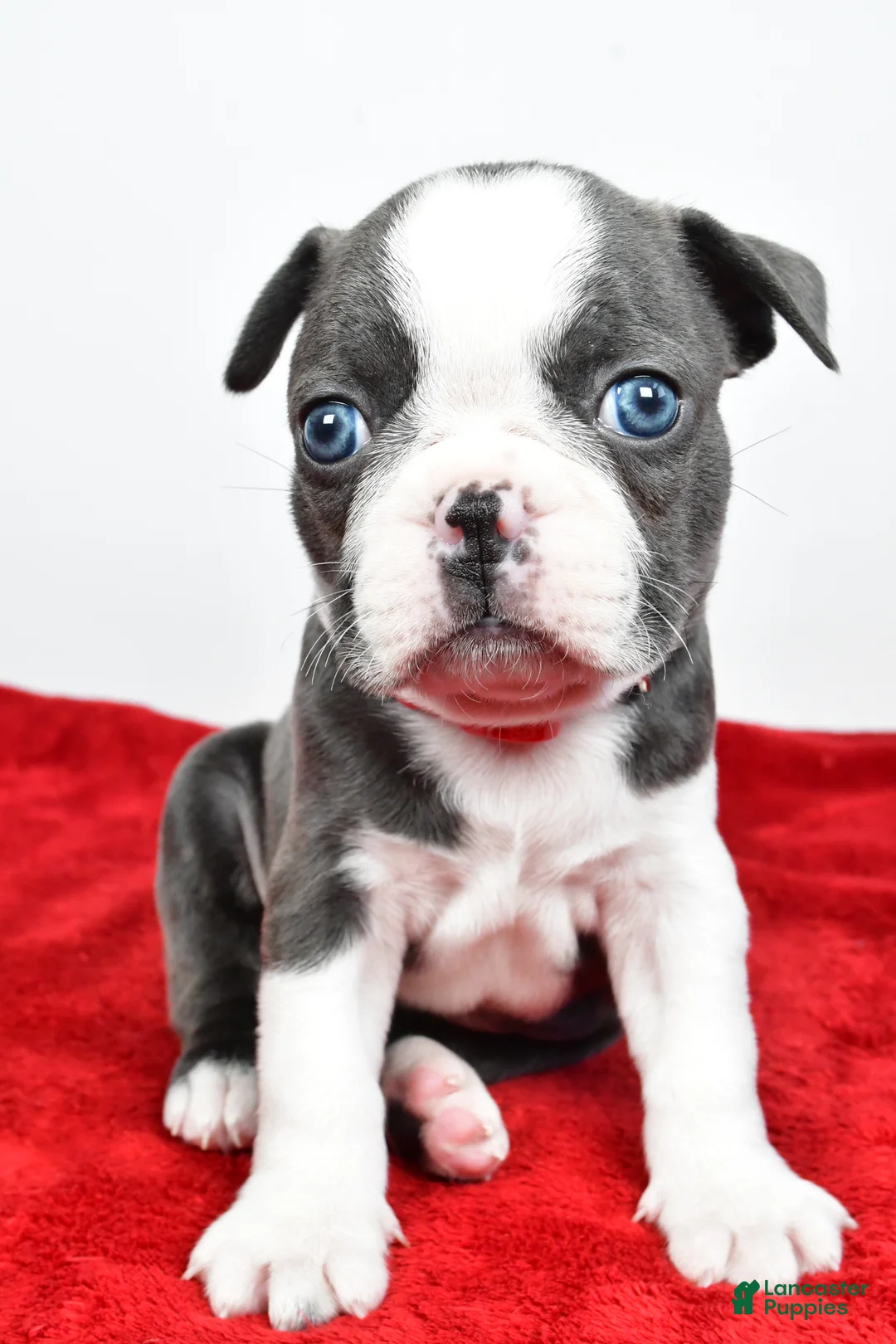 Mixed Breed dogs for sale: Logan - Ad 2